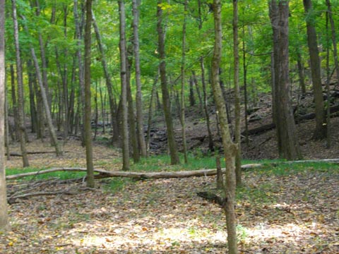woods