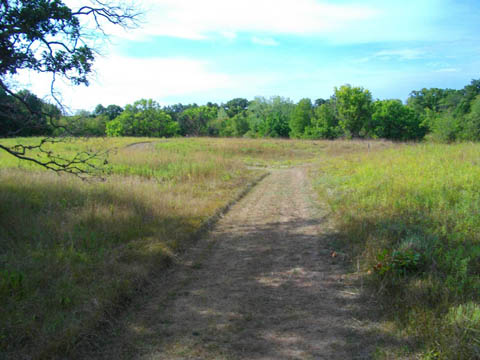 meadow