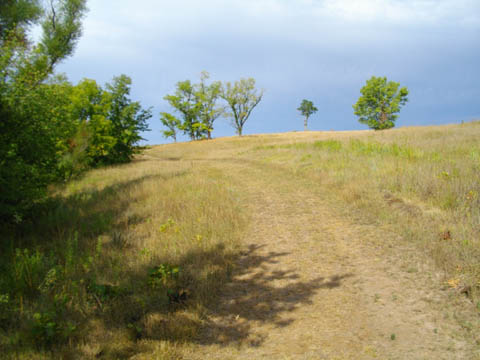 meadow