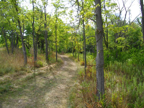 open forest
