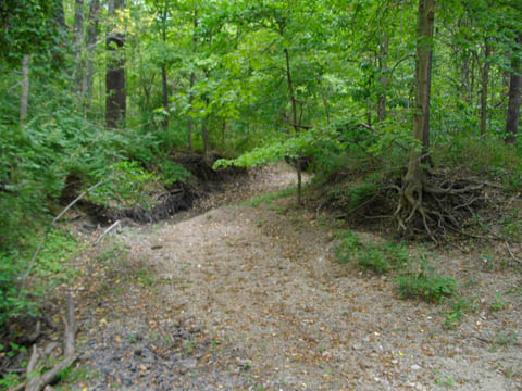 thick forest