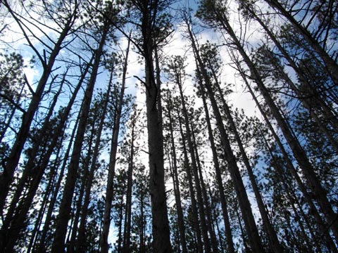 pines