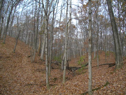 woods